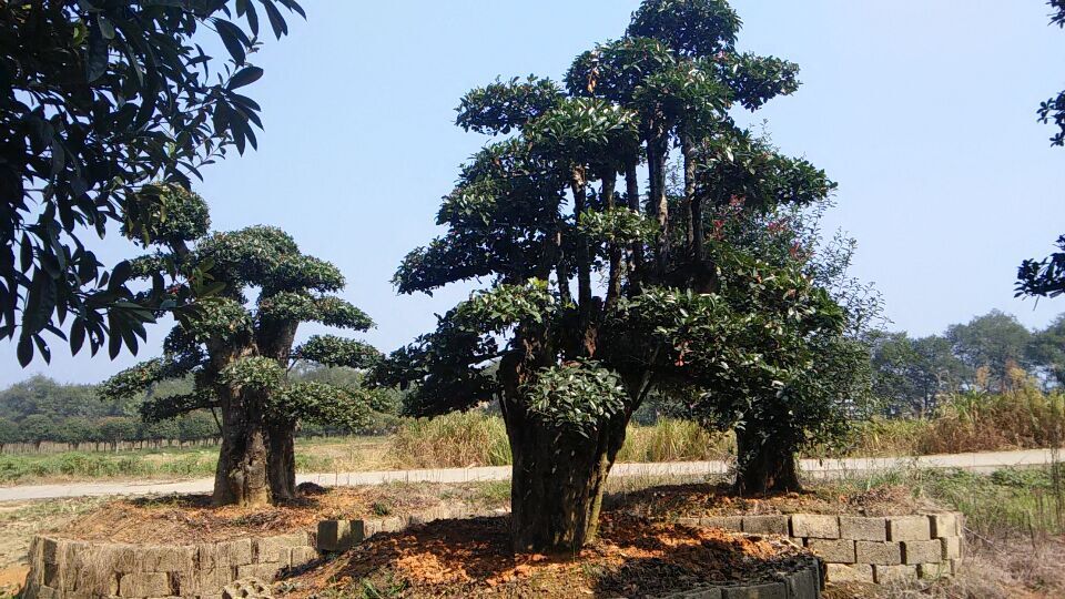 瀏陽景尚造型苗木基地