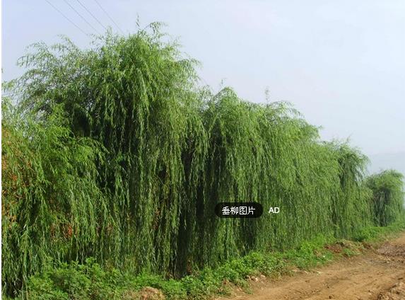 景州楊樹森苗木基地