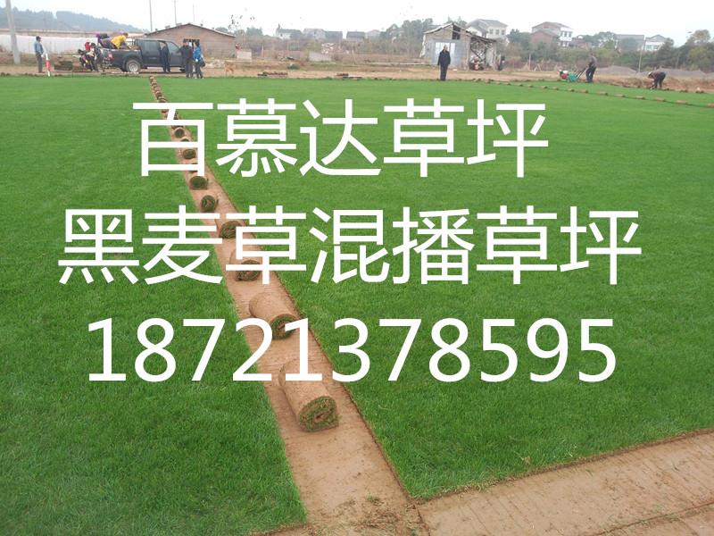 湖南亞美園高爾夫草坪工程有限公司