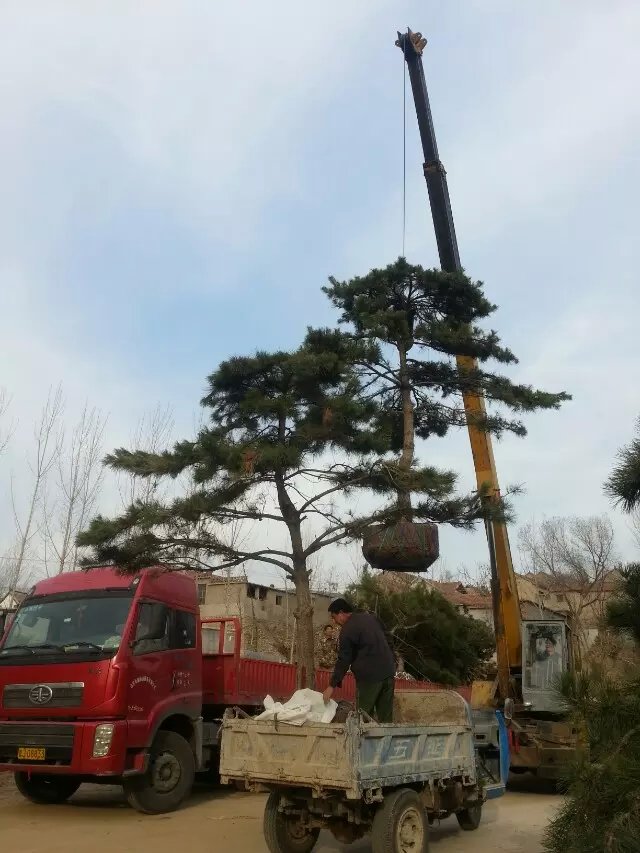 泰安市弘森園林綠化苗木基地