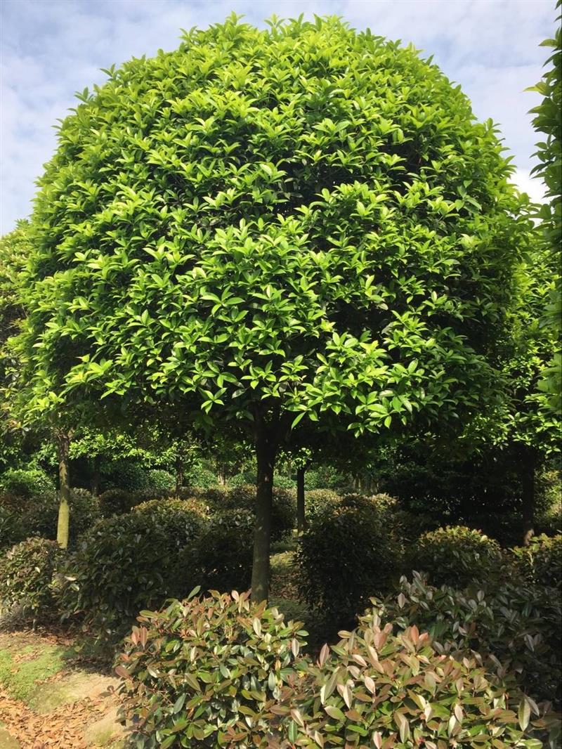 成都溫江鑫卉苗木園藝場