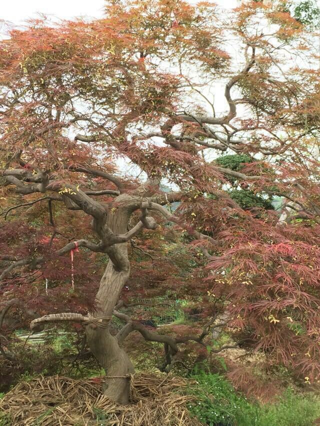 嵊州市好運來花木專業(yè)合作社