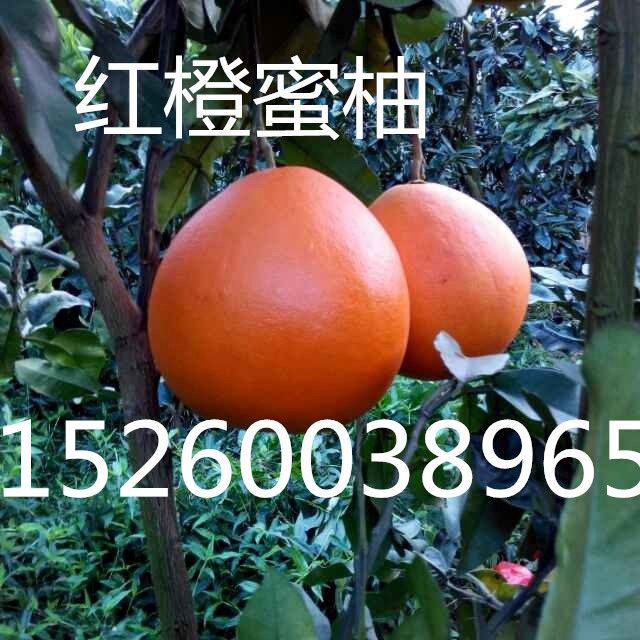 平和縣紅橙蜜柚家庭農(nóng)場