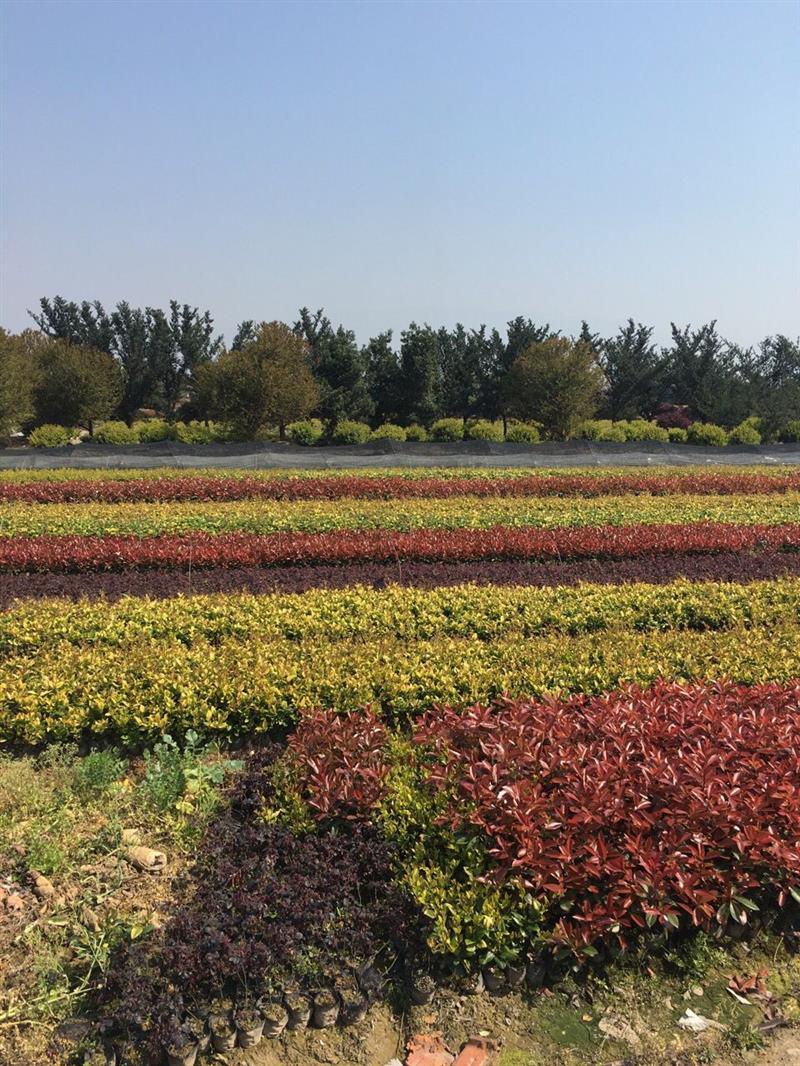 金華市綠滿大地苗木基地