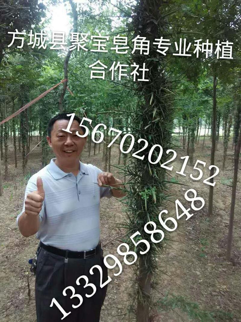 河南方城縣聚寶皂角種植基地
