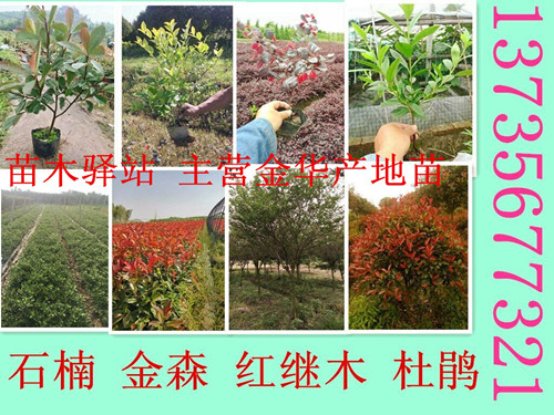 金華市金東區(qū)王英苗木驛站