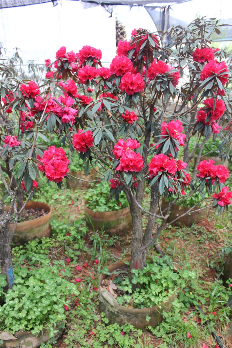 昆明三道門馬櫻花培植基地