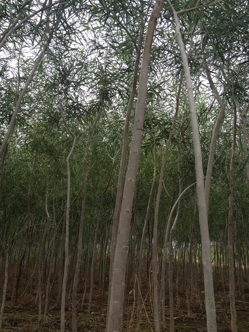 龐笑天（個(gè)體經(jīng)營）