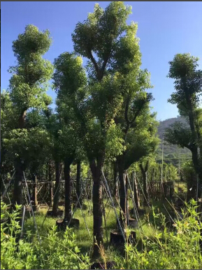 普寧市綠盛苗木場