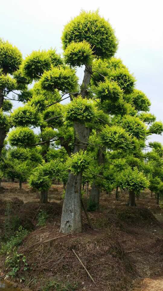 瀏陽市柏加鎮(zhèn)佳智苗圃