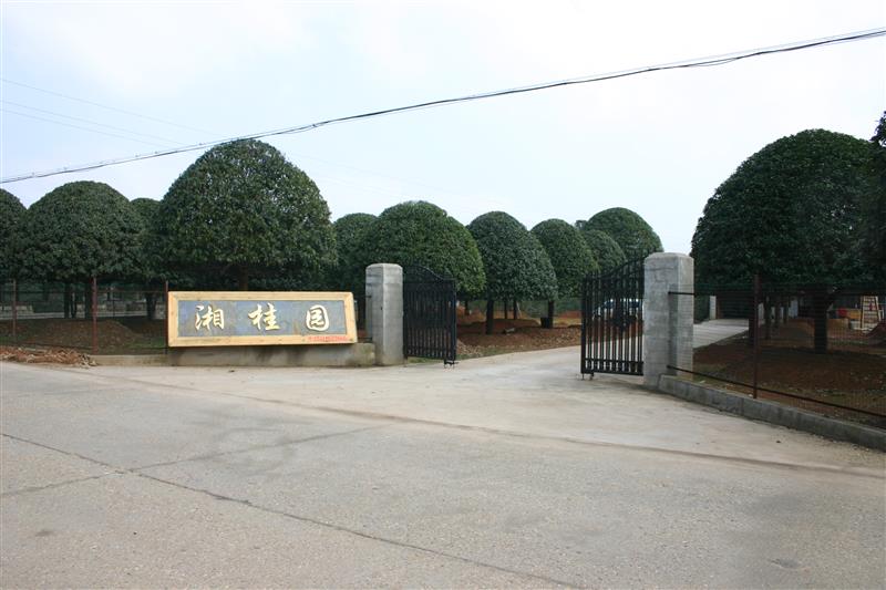 瀏陽(yáng)市柏加鎮(zhèn)湘桂園苗圃