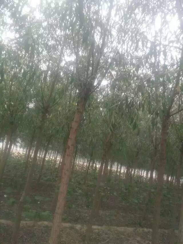 山東廣義國槐種植基地