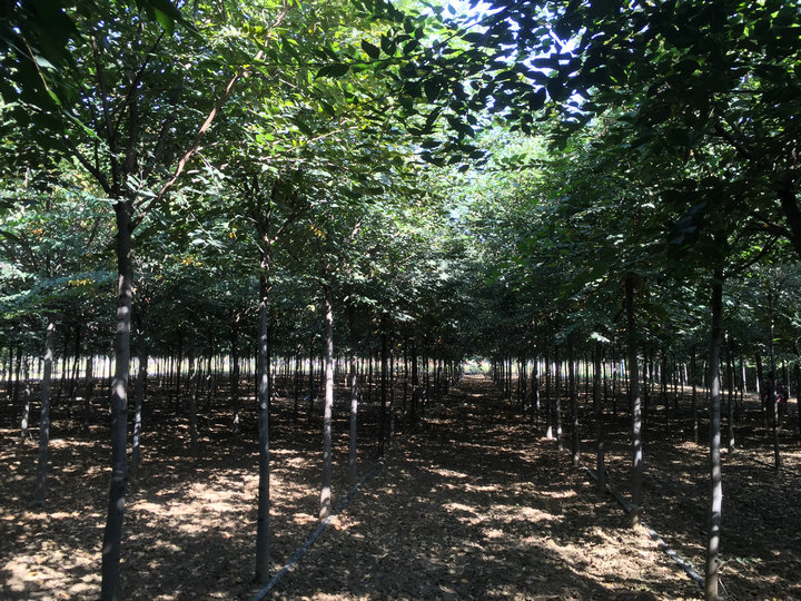 青島市平度易興苗木基地