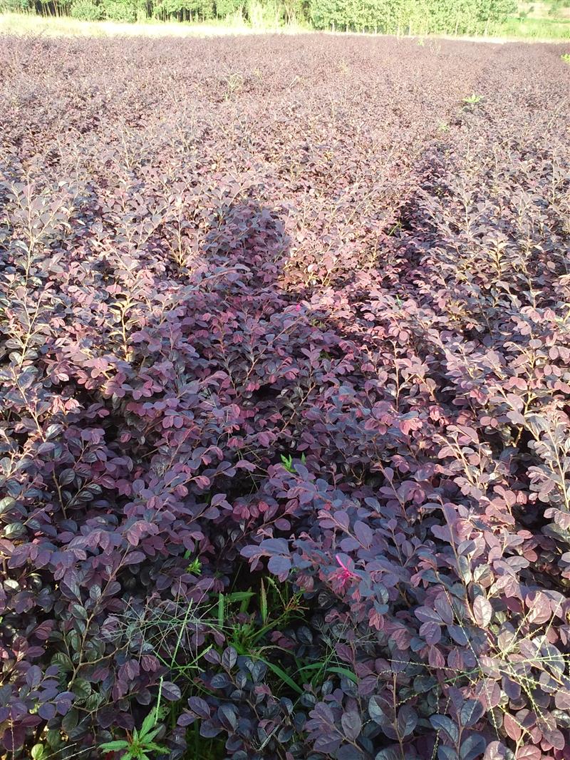 湖南良軍苗木基地