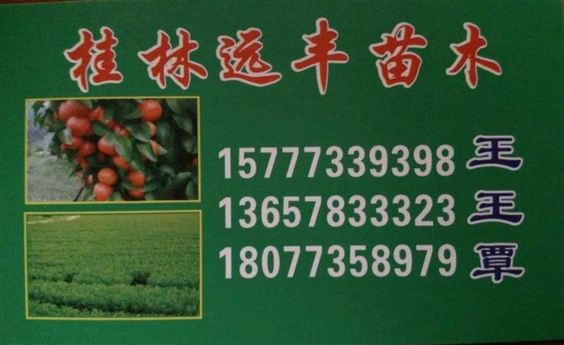 桂林遠豐苗木基地
