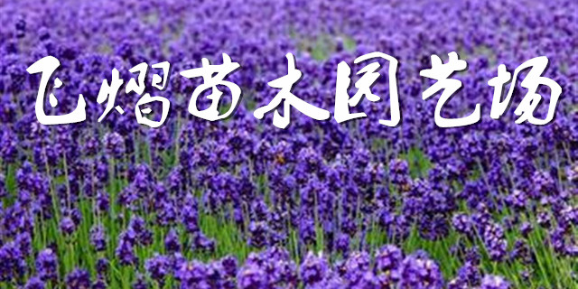 沭陽縣新河鎮(zhèn)飛熠花木園藝場