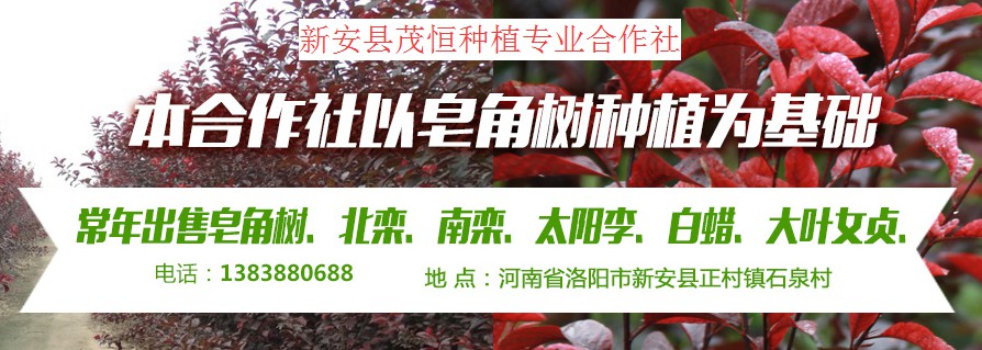 新安縣茂恒種植專業(yè)合作社