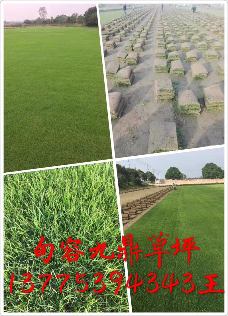 句容市后白鎮(zhèn)九鼎草坪苗木種植基地