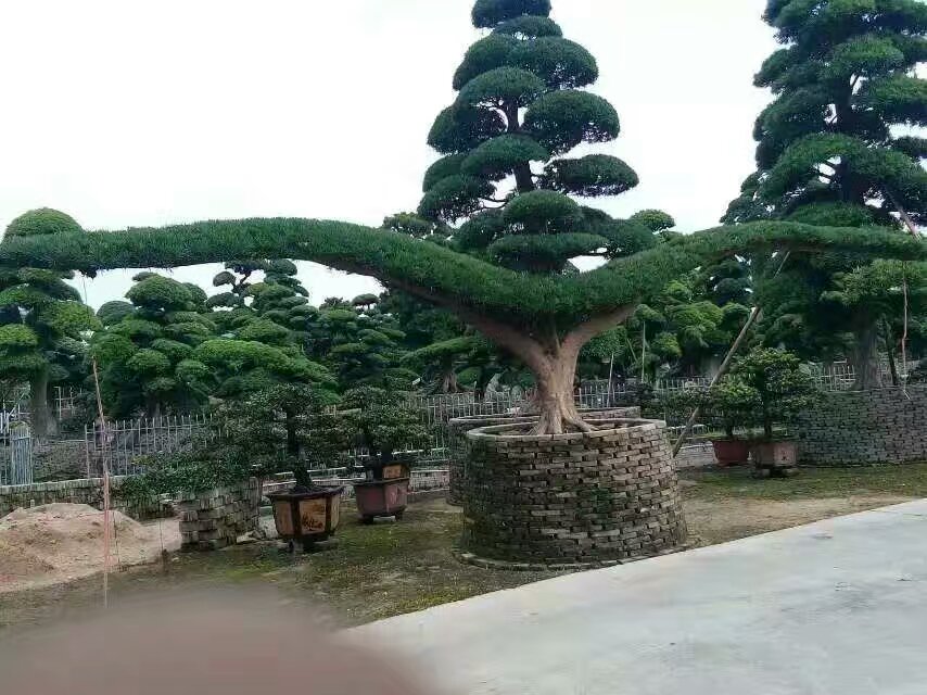 長沙市雨花區(qū)思哲苗圃