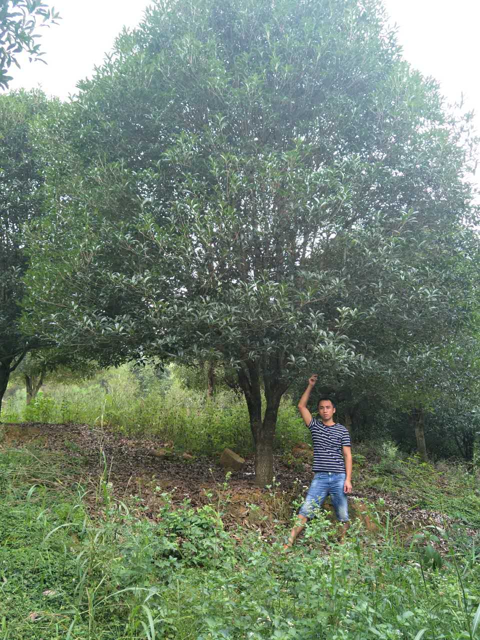 廣西桂林馬林桂花銀杏紅楓基地