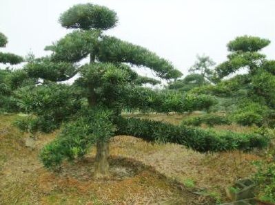 南城縣老并山莊園藝園