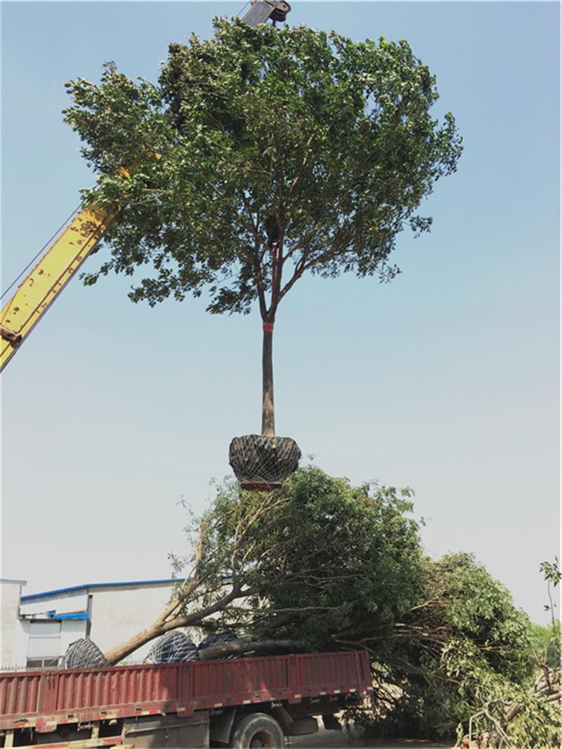 地 址:河北沧州所在地:河北 沧州联系人:贾荣生沧县芳瑞苗圃基地