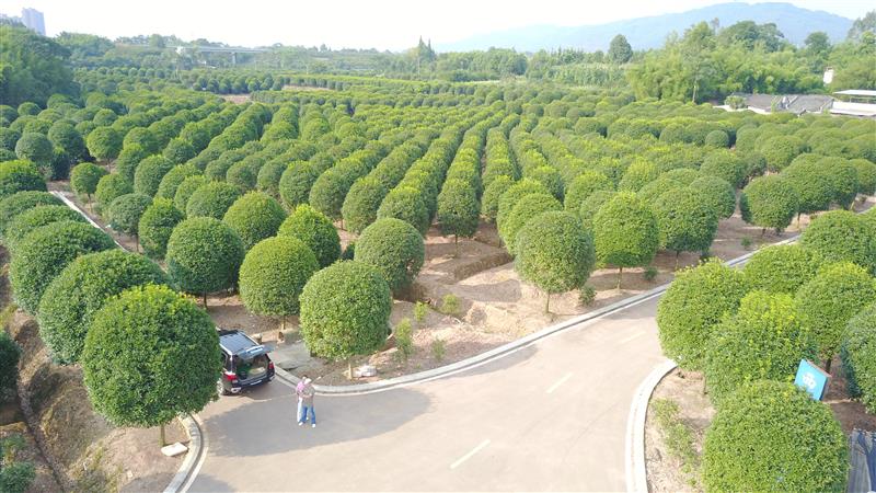 四川巨樹(shù)西南桂花王園林有限公司