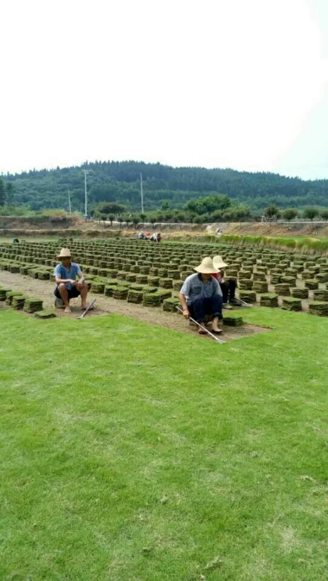 郴州市蘇仙區(qū)徐氏草皮苗木基地