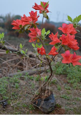 長(zhǎng)沙市雨花區(qū)映山紅苗圃