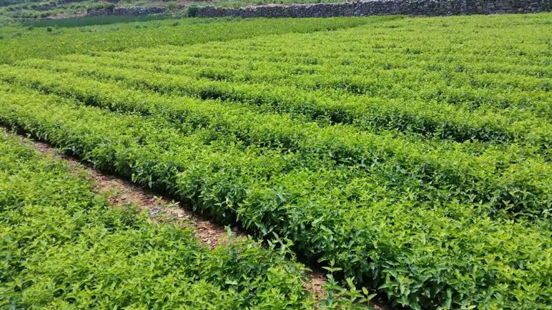 平邑義盛金銀花苗木培育基地