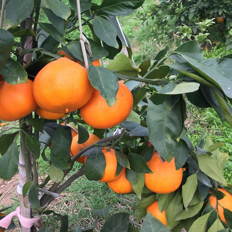 象山凱風(fēng)紅美人種植基地