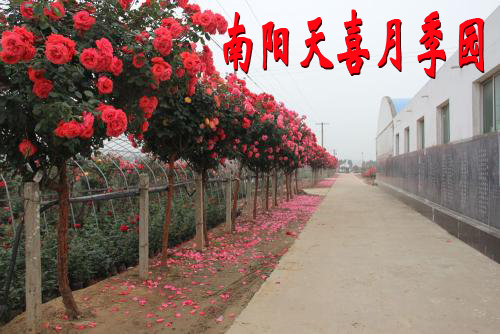 南陽(yáng)市臥龍區(qū)蒲山鎮(zhèn)天喜月季種植園
