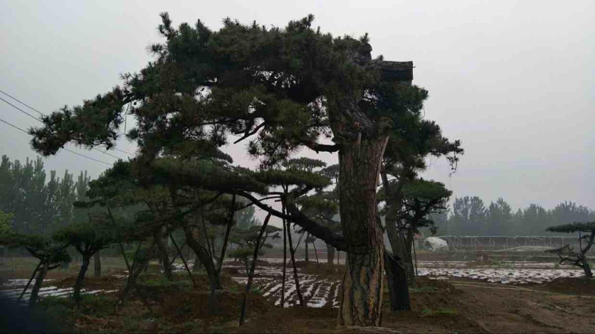 山東萊蕪大地造型松基地