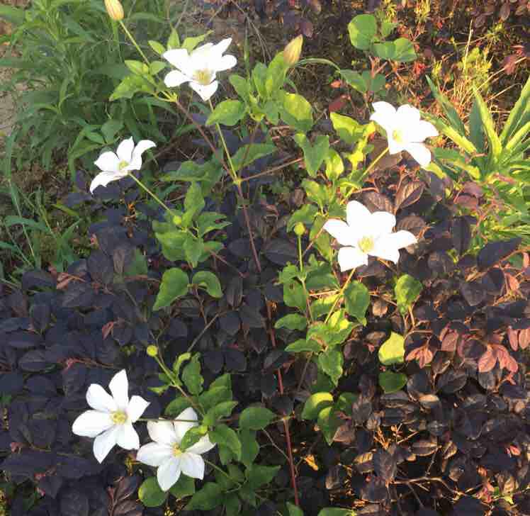 顏永福（個體經(jīng)營）