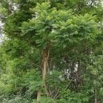 張玉輝（個體經(jīng)營）