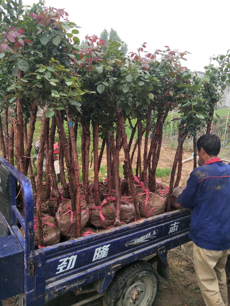 南陽(yáng)王朝月季種植基地