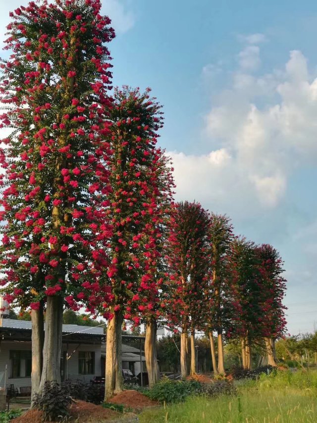 長沙市雨花區(qū)鴻吉苗木專業(yè)合作社