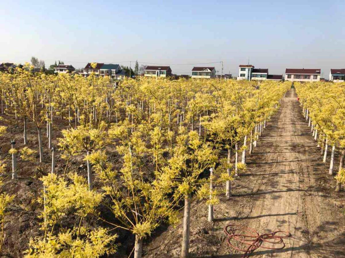 如皋市嘉禾花木園藝場