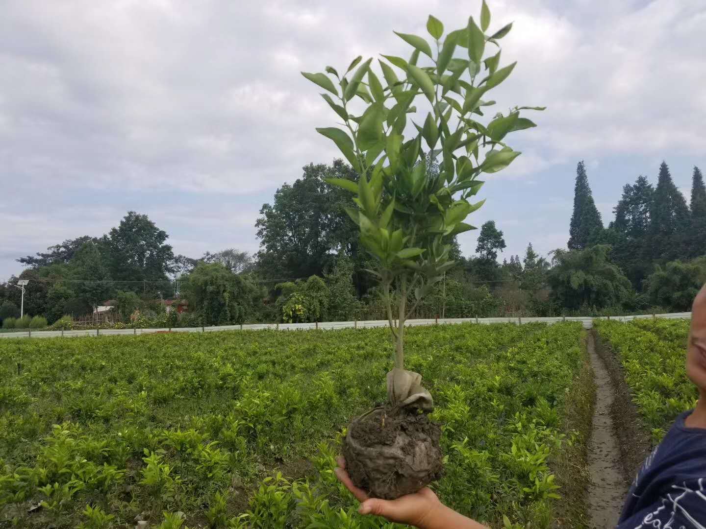 蒲江縣沃森柑橘有限公司