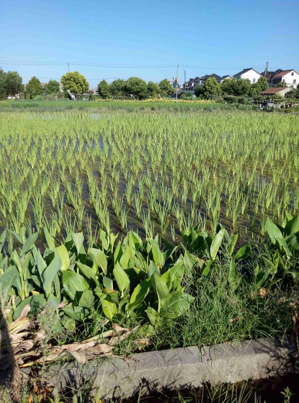 杭州康思達(dá)水生綠植基地