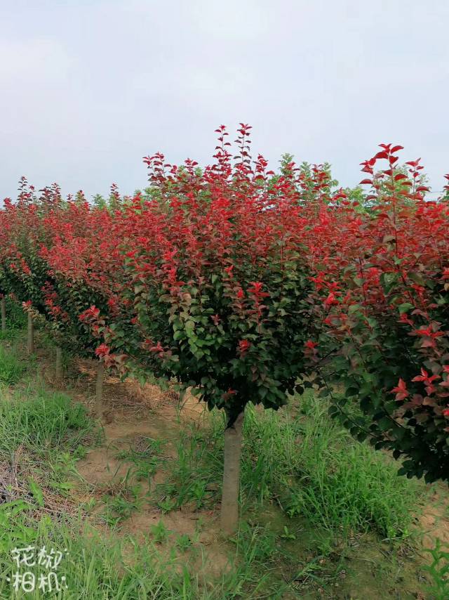 沭陽縣富士園林綠化苗木場