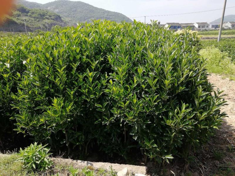 寧波北侖郭巨藍天花苗場(chǎng)