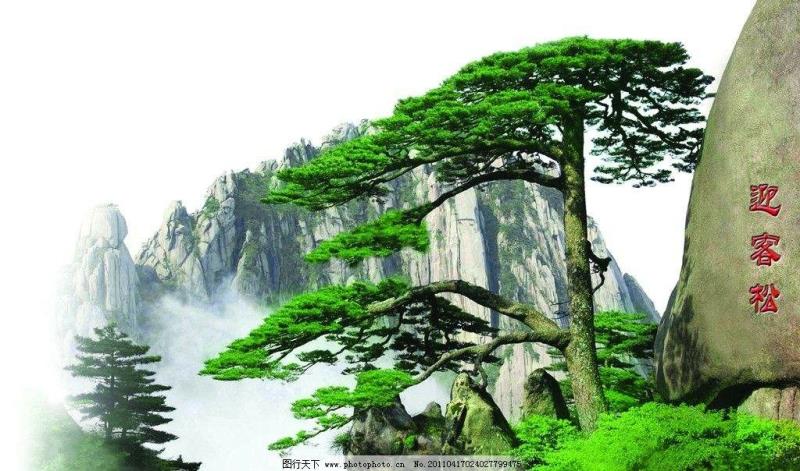 山東萊蕪永青造型松基地