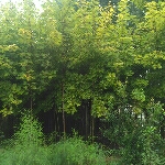 山東濟寧林氏苗木基地