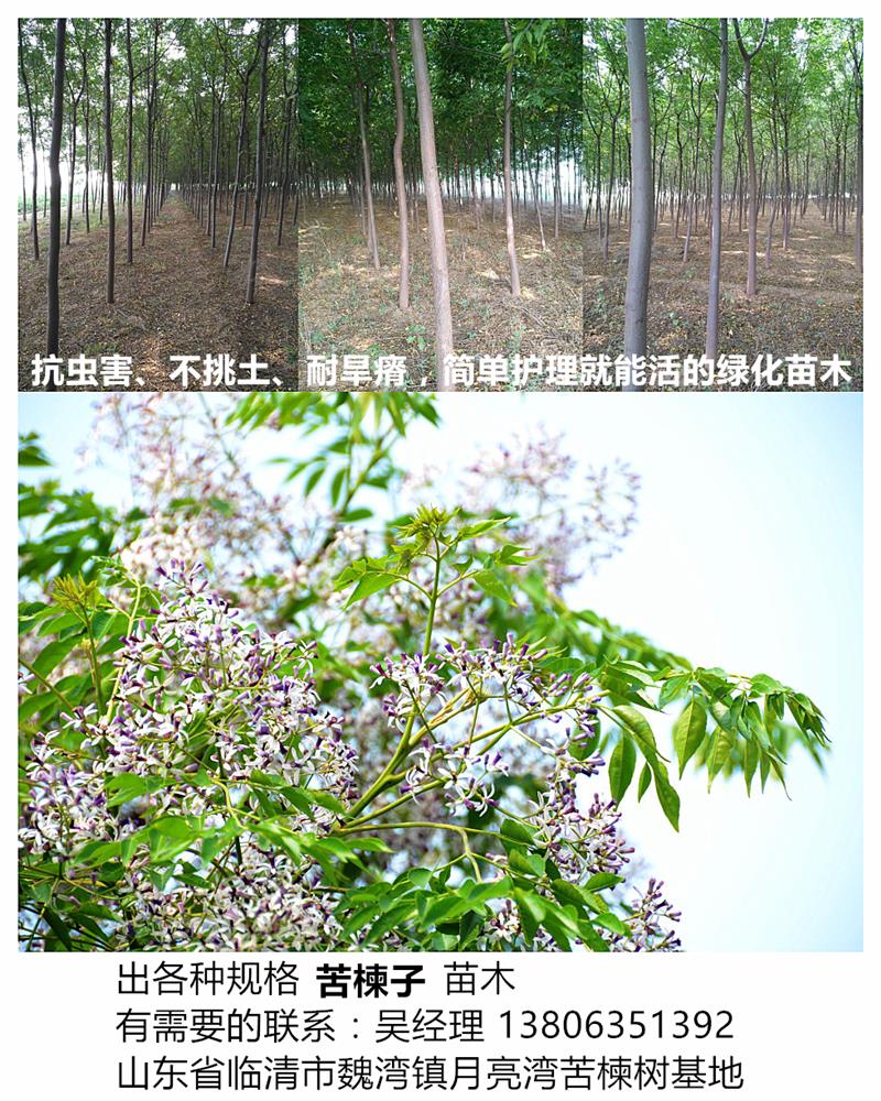 臨清市魏灣鎮(zhèn)月亮灣苗圃