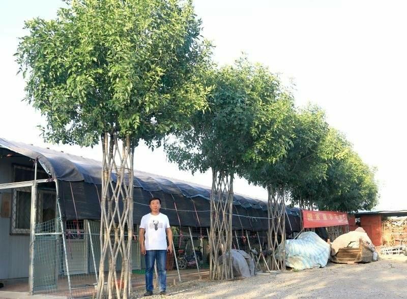 山東明爍農(nóng)林科技有限公司
