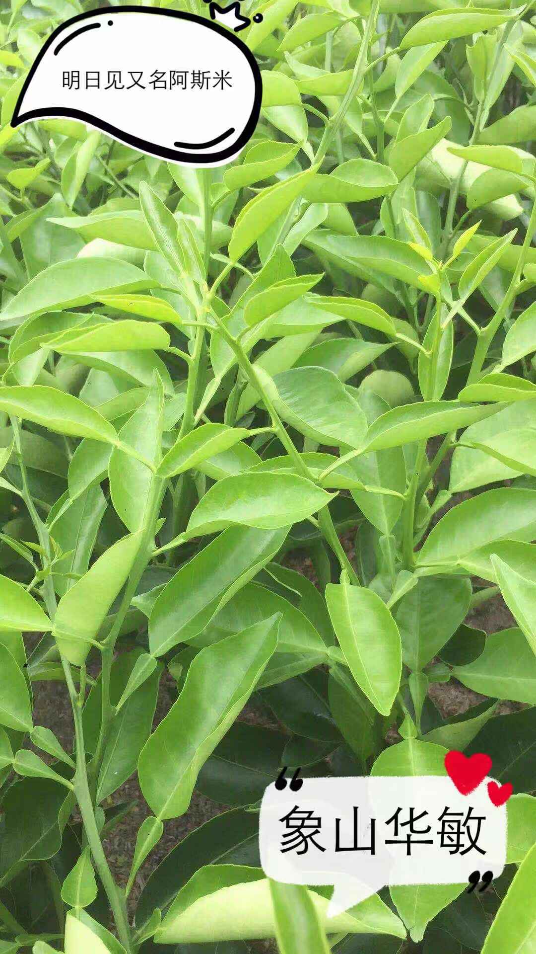 俞雪敏（個體經營）