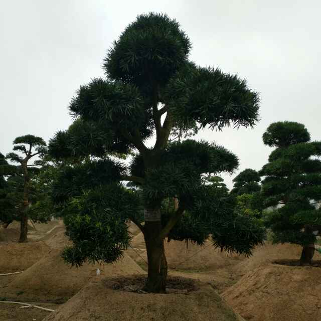 華安縣綠盈苗木種植場