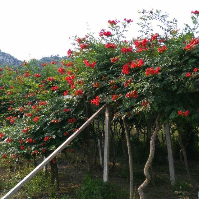 連云港市龍騰凌霄種植園基地