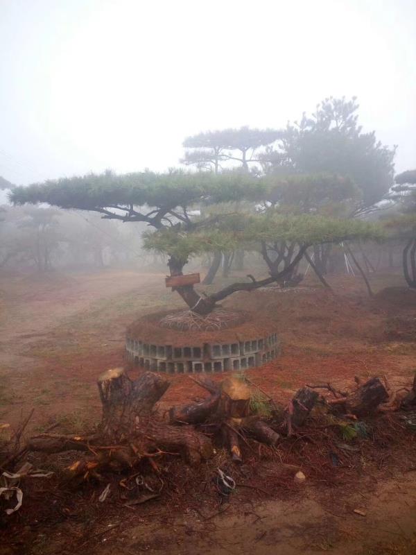 萊蕪趙家造型松基地